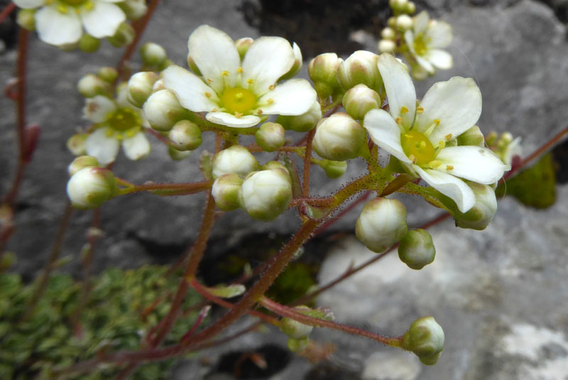 Saxifraga paniculata - Saxifragaceae